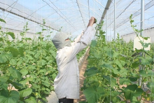 Hà Nội: Cho phép xây dựng công trình trên đất nông nghiệp để phục vụ sản xuất