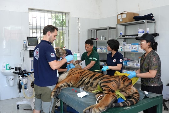 Hổ quý được chăm sóc đặc biệt tại Phong Nha – Kẻ Bàng