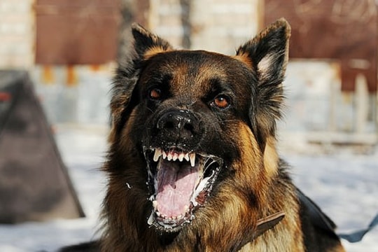 Đồng Nai: Phát hiện ổ dịch dại mới tại Trảng Bom, cảnh báo nguy cơ lây lan