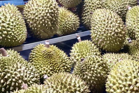 Giải pháp nào để ngành hàng sầu riêng phát triển bền vững ?