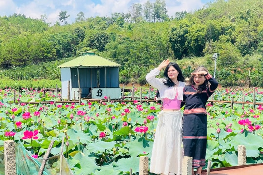 Mê mẩn với thung lũng sen hồng tuyệt đẹp bên hồ núi lửa Ia Băng