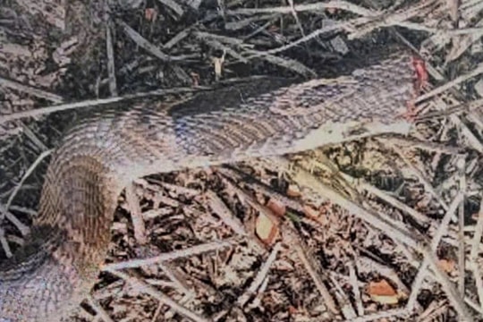 Sóc Trăng: Cứu sống bé trai bị rắn cắn suy hô hấp