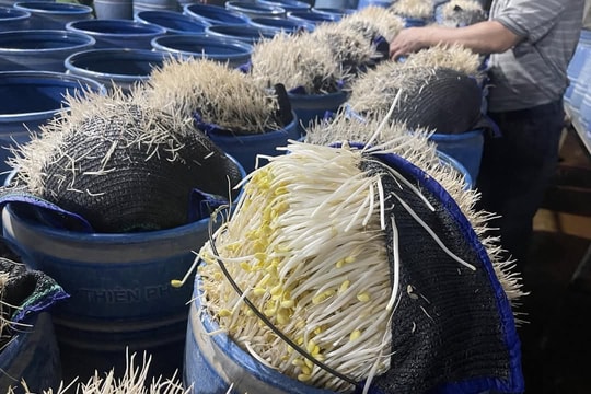 Phát hiện hơn 300 tấn giá đỗ ngâm 'nước kẹo' pha nước vôi tuồn ra thị trường