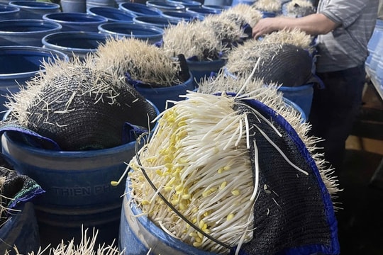 Gần 350 tấn giá đỗ ngâm hóa chất độc hại đã được bán ra thị trường