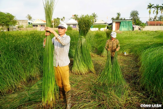 Mồ hôi trên những cánh đồng cói