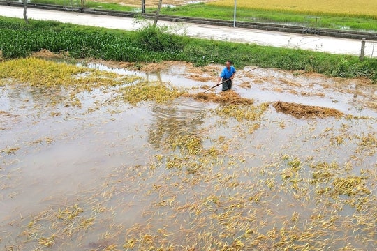 Lũ tháng 5, nước mắt người nông dân và sự bức thiết của phát triển xanh