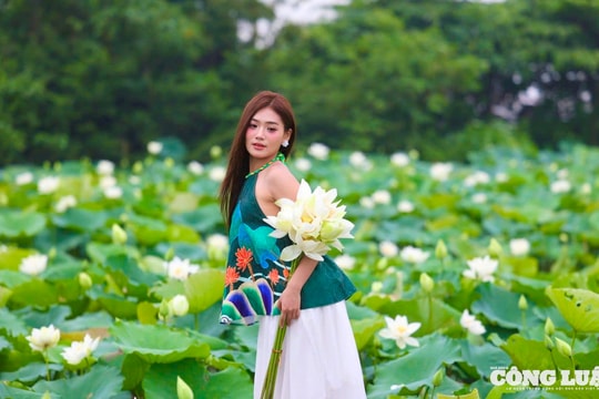 Chiêm ngưỡng đầm sen trắng tinh khôi ở ngoại thành Hà Nội