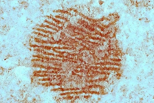 Phát hiện dấu vân tay 43.000 năm tuổi có thể là của người Neanderthal