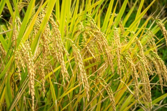 Giá lúa gạo 30/5: Vì sao giá gạo xuất khẩu giảm và VCCI kiến nghị gì?