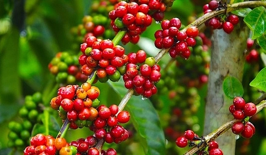 Giá nông sản hôm nay 27/10/2025: Thị trường nông sản lặng sóng