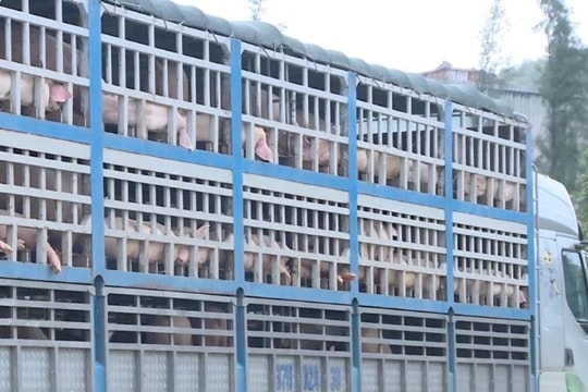 Ngăn chặn kịp thời 180 con lợn nhiễm dịch tả lợn châu Phi lên bàn ăn