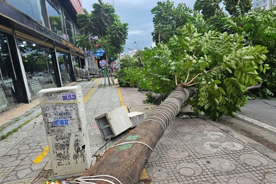 Cây xanh lâu năm bật gốc ở TP HCM