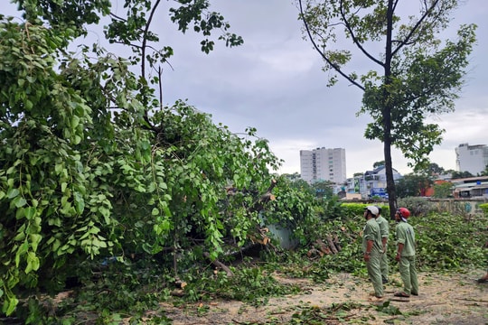 TP HCM: Một người đi xe máy bị cây xanh ngã đè trúng