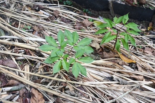 Tri thức dân gian về sâm Ngọc Linh là Di sản văn hóa phi vật thể quốc gia