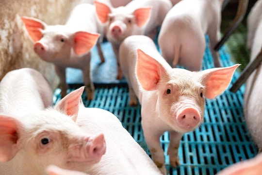 Giá heo hơi 2/6: Thị trường lặng sóng, nông dân đối mặt nguy cơ dịch bệnh