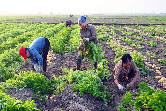 Bắc Ninh: Phát triển nông nghiệp bền vững, hướng tới tương lai xanh