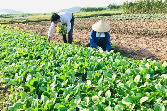 Bắc Ninh đẩy mạnh phát triển nông nghiệp theo chuỗi giá trị