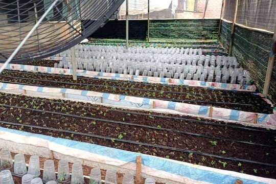 Tỉnh Kon Tum yêu cầu làm rõ việc cấp mã số vùng trồng sâm Ngọc Linh cho một doanh nghiệp