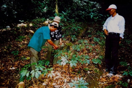 Tri thức dân gian về sâm Ngọc Linh ở Kon Tum là di sản quốc gia