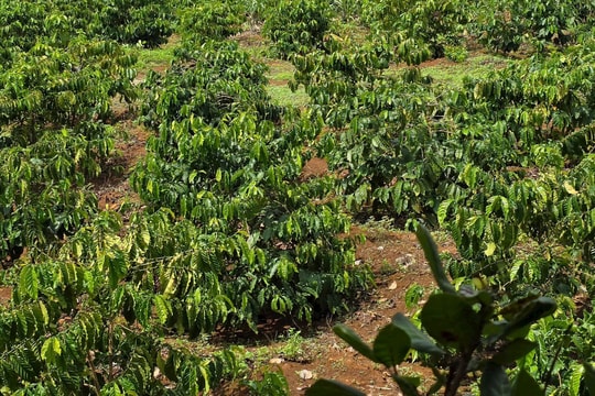 Huyện Đắk Mil (tỉnh Đắk Nông): Thi hành án có dấu hiệu làm ẩu, người dân “bỗng dưng” mất đất