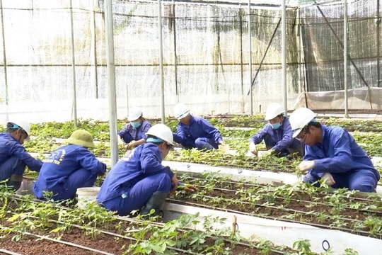 Tỉnh Kon Tum yêu cầu báo cáo lại vụ cấp mã số vùng trồng sâm Ngọc Linh