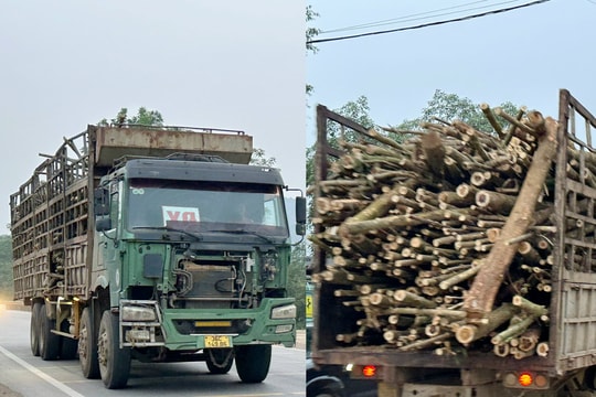 Thanh Hoá: Nguy cơ mất an toàn giao thông từ các xe chở gỗ keo