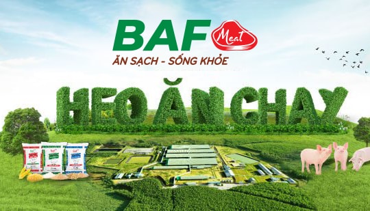 BaF Việt Nam bán lại công ty sở hữu 7.500 heo nái sau chưa đầy 4 tháng: Thương vụ M&A dở dang?