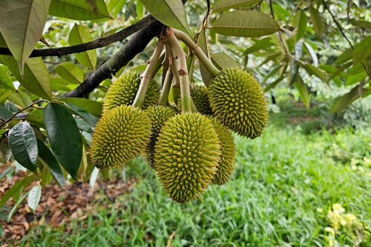 Hàng tỷ USD bay hơi vì vàng O và cadimi: Ai đang đầu độc sầu riêng Việt?