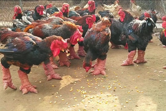 Tri thức nuôi và chế biến gà Đông Tảo là di sản văn hóa phi vật thể quốc gia