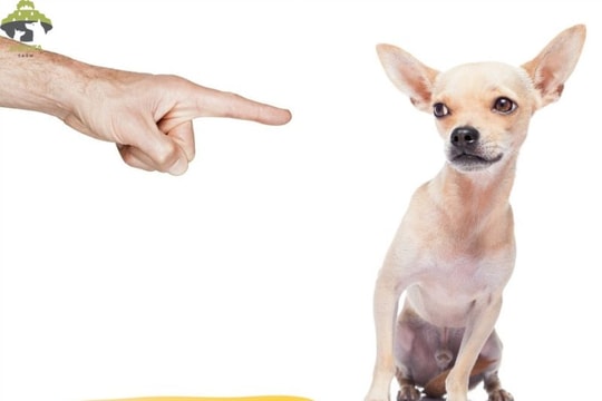 Án mạng vì thú cưng tiểu bậy