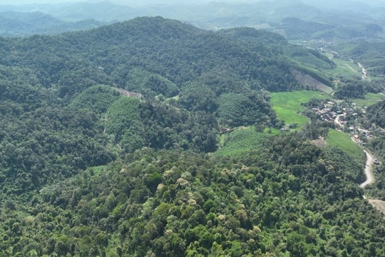 Hơn 38.000 chủ rừng được chi trả tiền giảm phát thải khí nhà kính