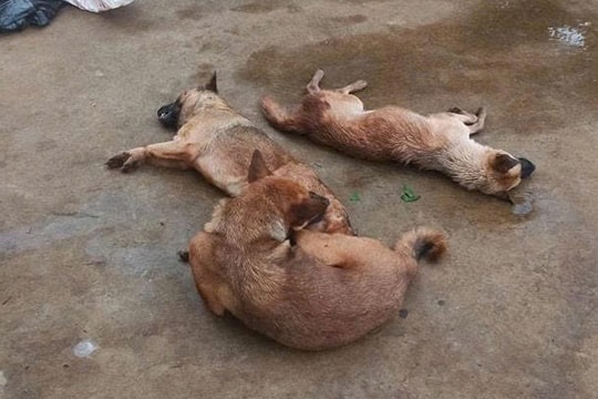 Gia Lai: Tạm giữ hình sự đối tượng dùng chất độc Xyanua để trộm chó