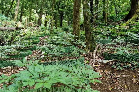 Đình chỉ mã số vùng trồng sâm Ngọc Linh của một doanh nghiệp ở Kon Tum