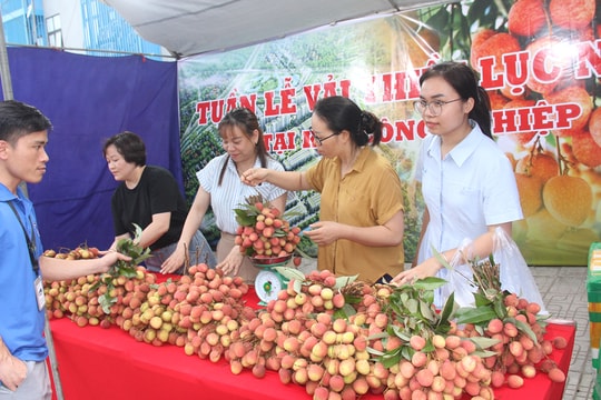 Chủ tịch UBND tỉnh Bắc Giang gửi thư ngỏ về lan tỏa giá trị thương hiệu vải thiều