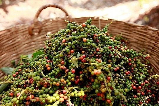 Giá nông sản hôm nay ngày 16/6/2025: Giá hồ tiêu và cà phê tuần qua giảm sâu