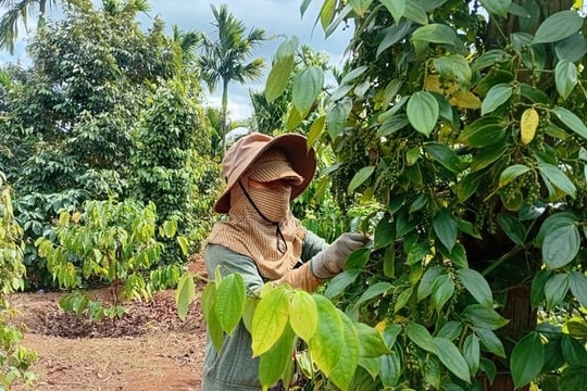 Giá nông sản hôm nay ngày 15/6/2025: Giá hồ tiêu và cà phê lao dốc