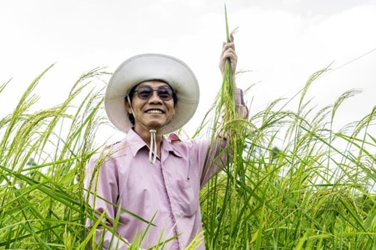 ST25, giải mã sự thành công của “người mẫu” làng lúa gạo Việt