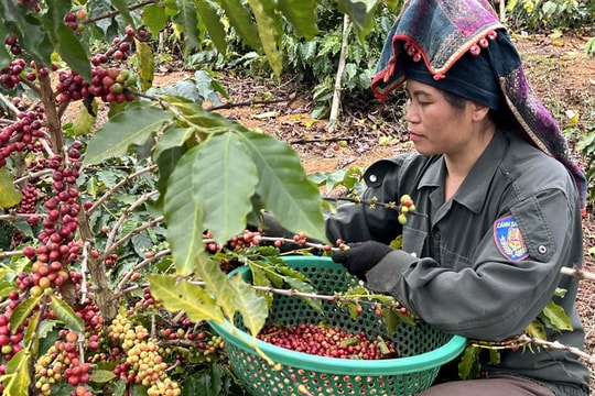 Giá nông sản hôm nay ngày 17/6/2025: Giá hồ tiêu và cà phê tiếp tục giảm mạnh