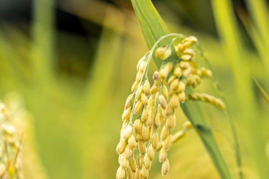 Nghiên cứu: Năng suất lúa ít bị ảnh hưởng hơn các cây lương thực khác khi Trái đất nóng lên