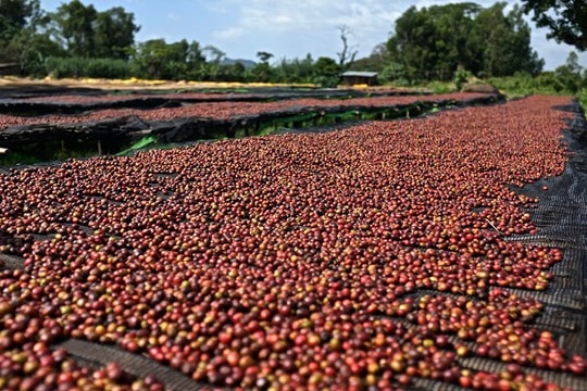 Giá nông sản hôm nay ngày 21/6/2025: Giá cà phê giảm sát 100.000 đồng/kg