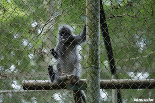 Ngôi nhà của các loài linh trưởng quý hiếm