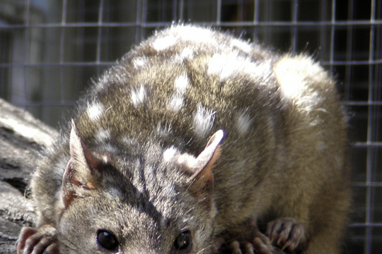 Hai loài chồn có nguy cơ tuyệt chủng bất ngờ phát triển trở lại