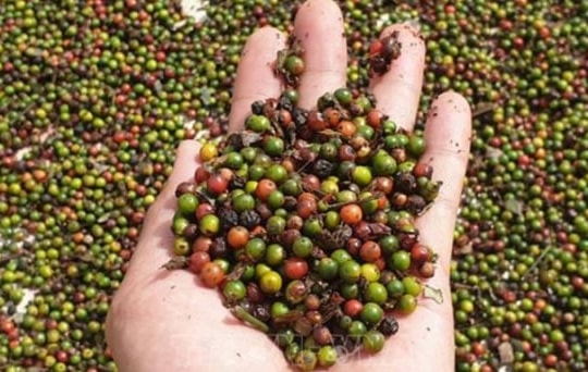 Giá nông sản hôm nay ngày 26/6/2025: Giá hồ tiêu tăng, cà phê giảm