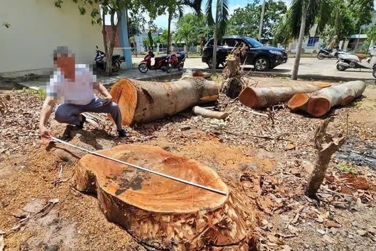 Vụ cắt hạ hàng loạt cây cổ thụ trong trụ sở phường: Xử lý trách nhiệm tập thể lãnh đạo phường