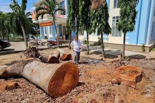 Gia Lai: Ban hành văn bản khẩn vụ hàng loạt cây cổ thụ trong trụ sở phường bị cưa hạ