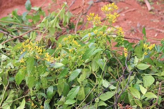 Khởi tố, bắt tạm giam đối tượng vô ý trộn lá ngón vào thuốc nam