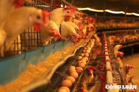 Nuôi gà đẻ trứng bằng đế đông trùng hạ thảo: Hướng đi mới cho người chăn nuôi