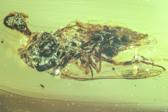 Nấm 'zombie' mọc trên đầu ruồi cổ đại trong hổ phách 99 triệu năm