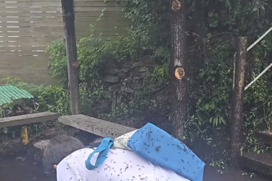 Thủ đô Seoul đối mặt với cuộc xâm lấn của 'bọ tình yêu'