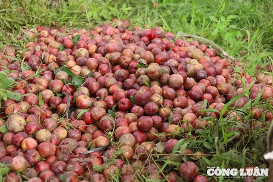 Mưa lớn kéo dài khiến mận rụng đầy gốc